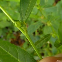Sida acuta Burm.f.